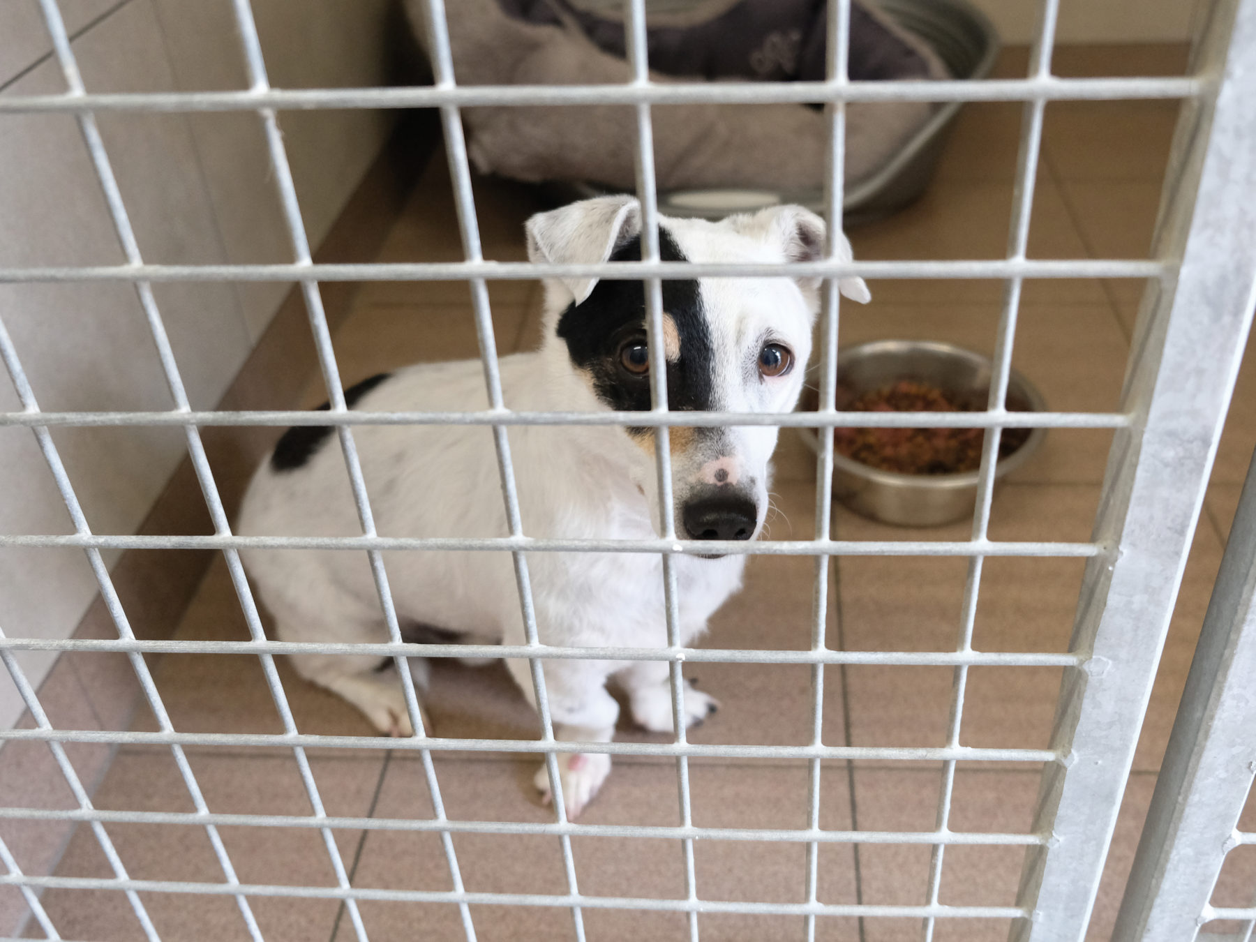 Les chenils Help Animals