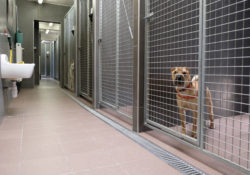 The Kennels Help Animals