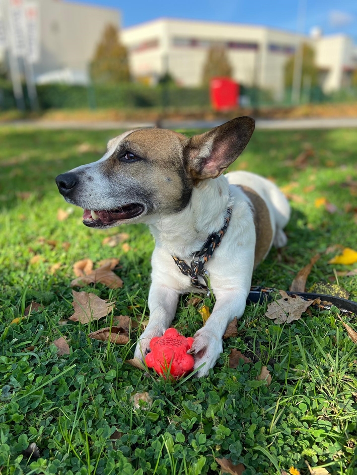 Kwispel Help Animals Kwispel Help Animals